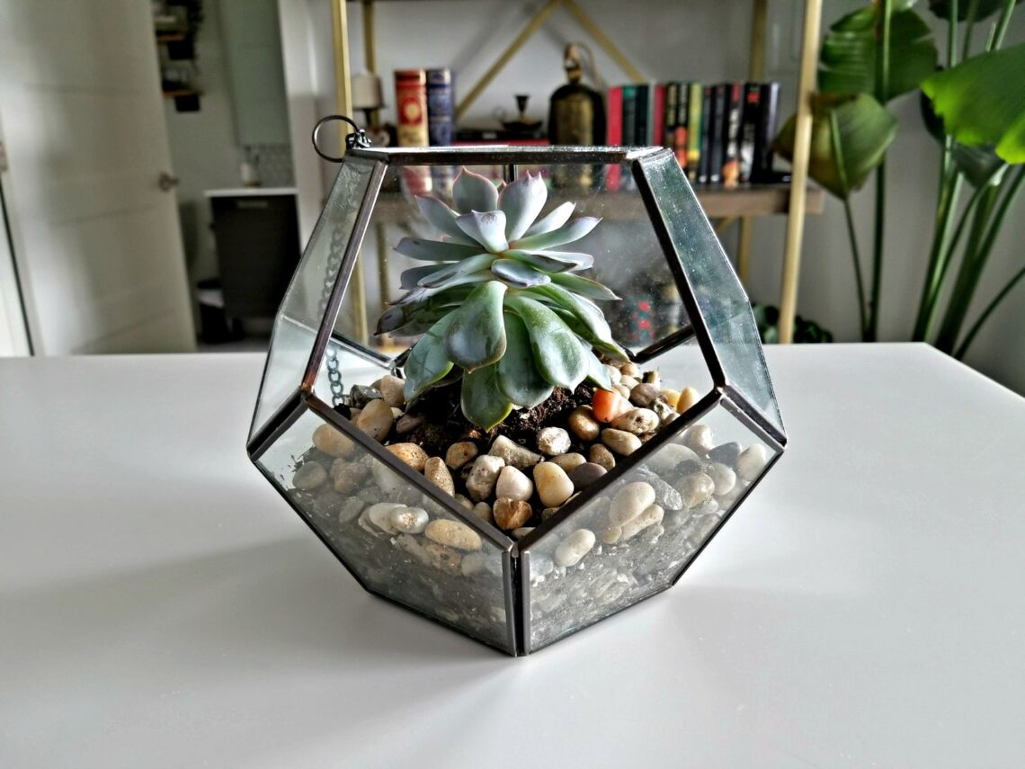 Indoor succulent